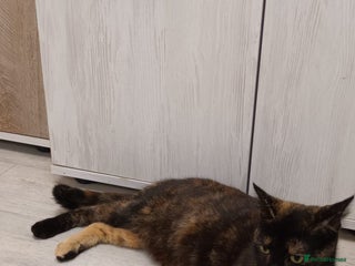 Mixed Breed cats Adorable kittens - Advert 7