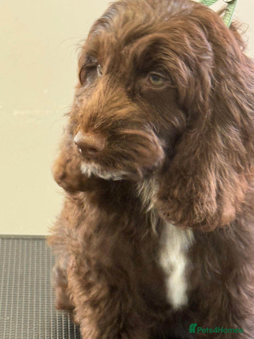 Cockapoo dogs for sale: F1 Show Cockapoo’s - Image 4