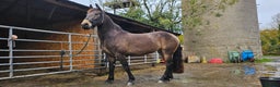 Andalusian horses for sale: Full or Part Loan - Advert 2