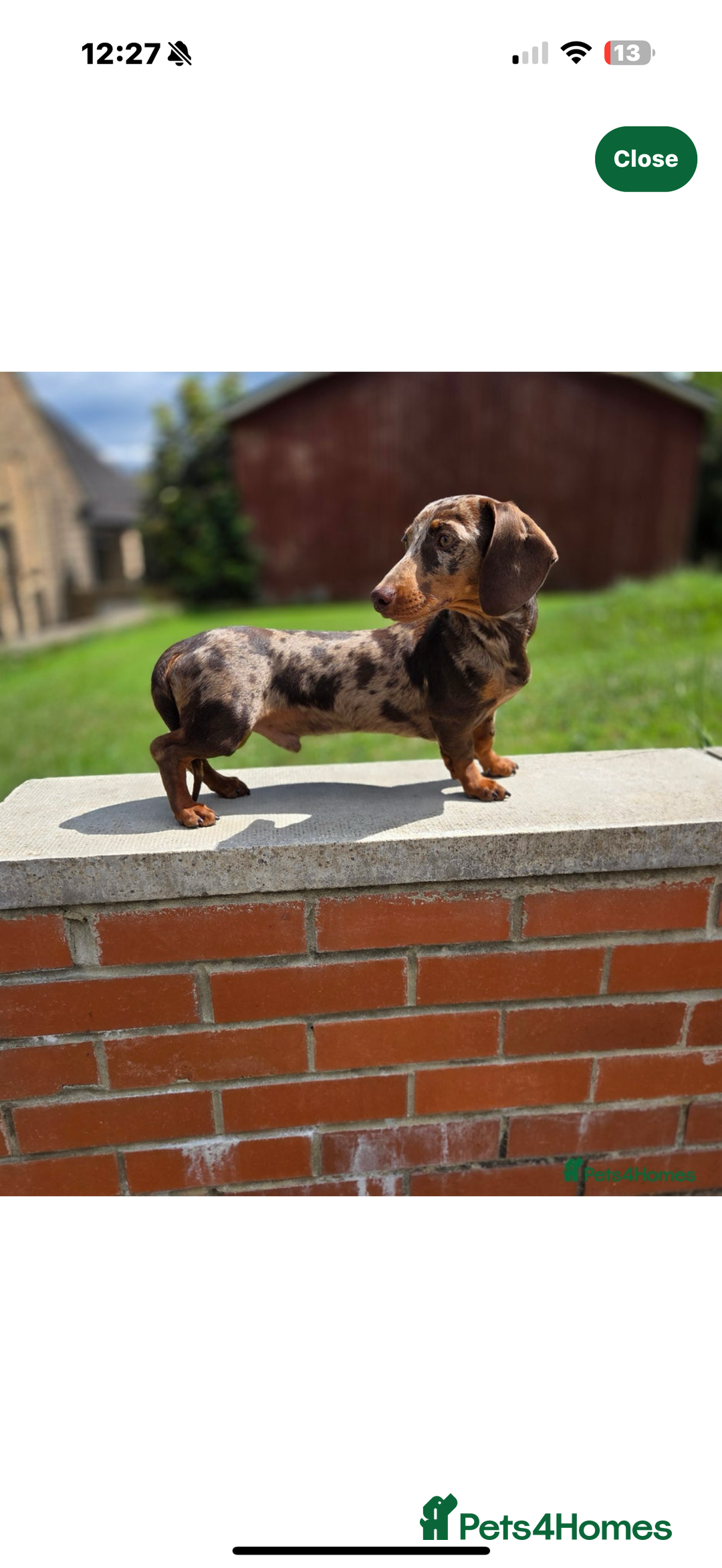 Miniature Dachshund dogs for sale: 8 Week Old Miniature Dachshund Puppies  - Advert 23