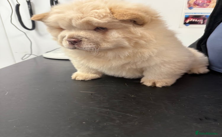 Chow Chow dogs - Advert 3