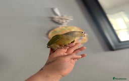 Conures birds for sale: Hand reared conures  - Image 2