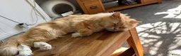 Mixed Breed cats for sale: kittens ready to be loved  - Advert 6