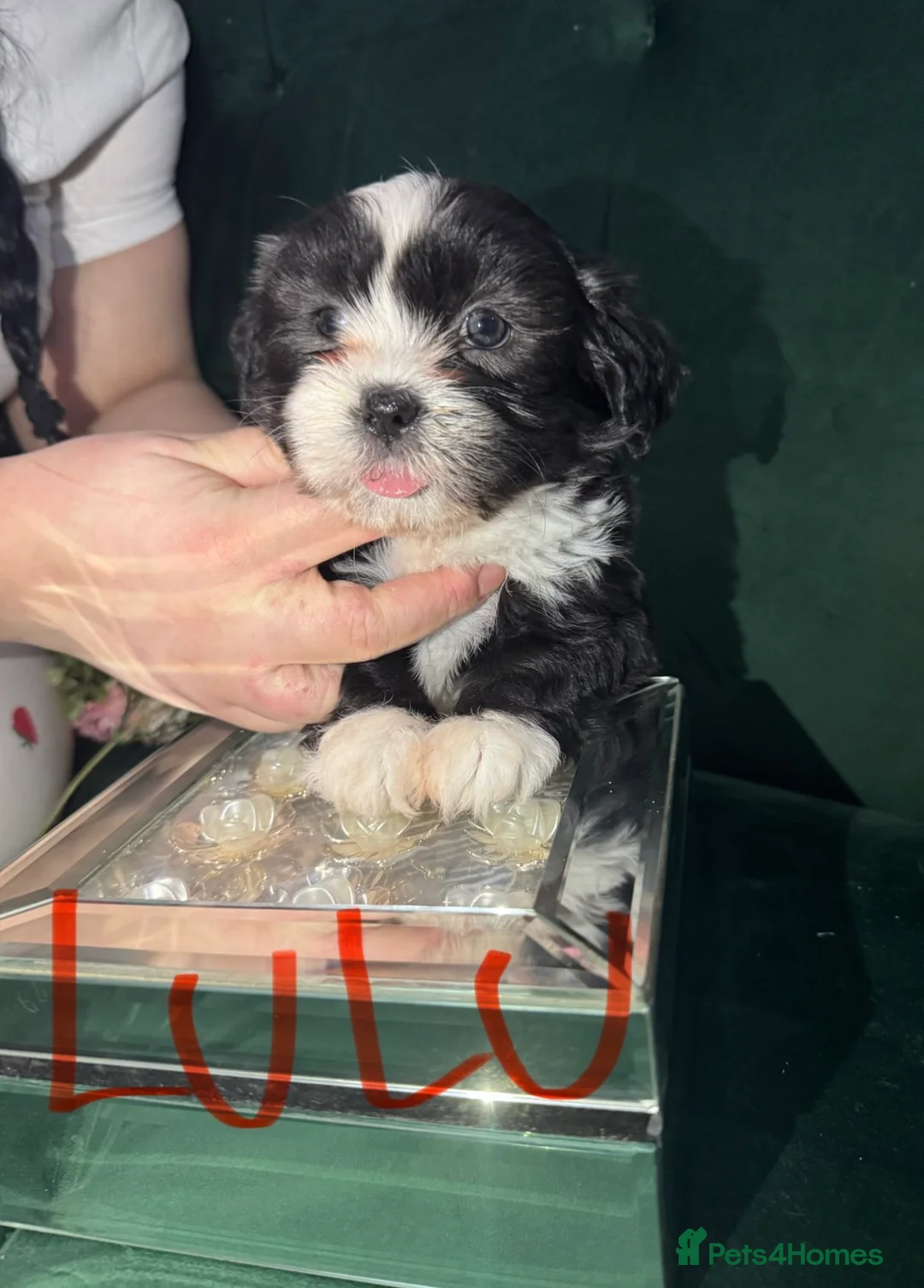 Shih Tzu dogs for sale: Beautiful Shih Tzu puppies  - Advert 4
