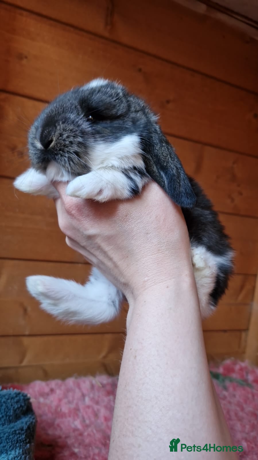 French Lop rabbits Selling 4 lovely pure French lop kits  - Advert 1