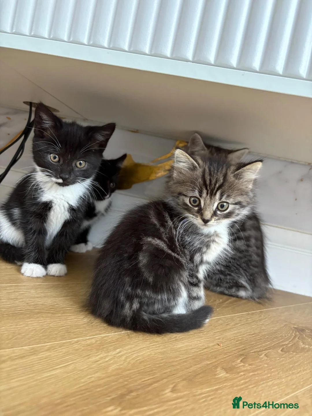 Mixed Breed cats for sale: 😺LOVELY KITTES Available for Collection Today!😺 - Advert 1