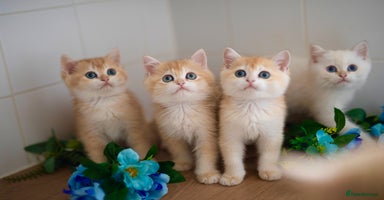 British Shorthair cats in Manchester - Advert 13