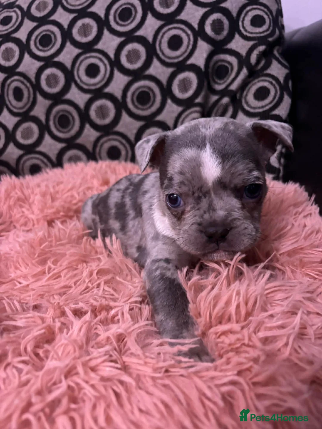 Mixed Breed dogs for sale: French pocket bully’s  in Grays - Advert 4