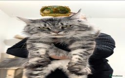 Maine Coon cats for stud: European Championship Carries Shaded GCCF & TICA - Advert 2