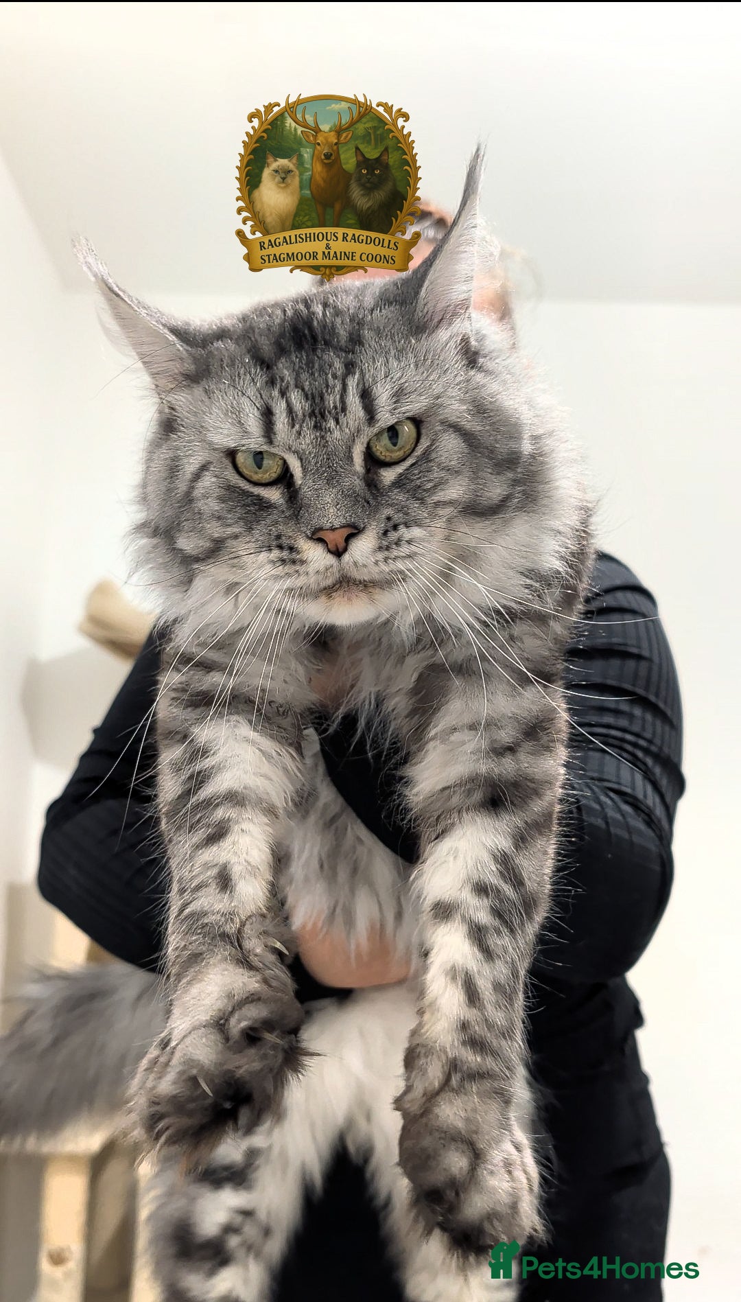 Maine Coon cats for stud: European Championship Carries Shaded GCCF & TICA - Advert 2