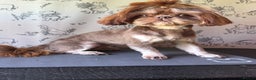 Cavalier King Charles Spaniel dogs for sale: Cavashi cavatzu boys READY NOW  - Advert 3