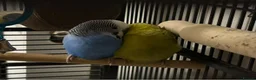 Budgerigars birds for sale: Winnie & Blue with large cage in Colchester - Advert 2