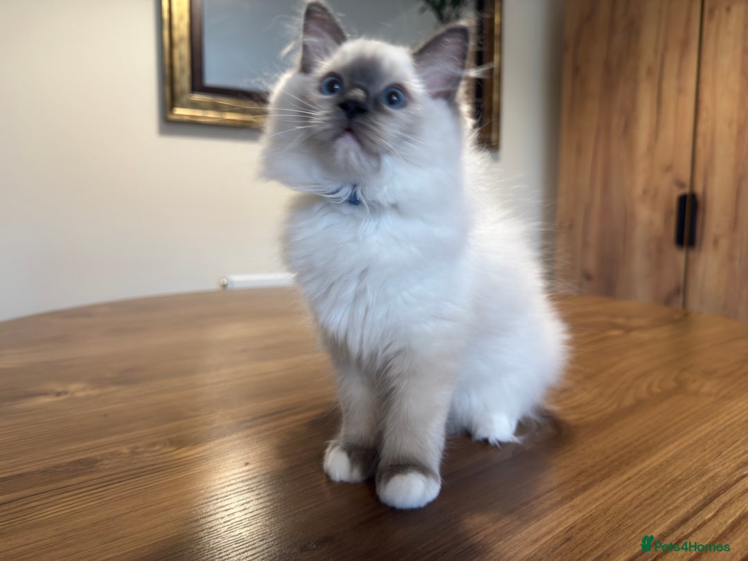 Ragdoll cats for sale: 6 Gorgeous Full Breed Ragdoll Kittens Ready to Go! - Advert 27