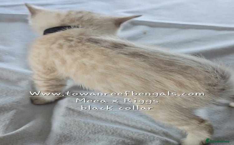 Bengal cats - Advert 2