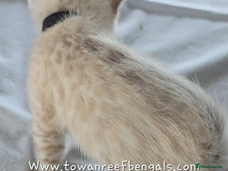 Bengal cats - Advert 2