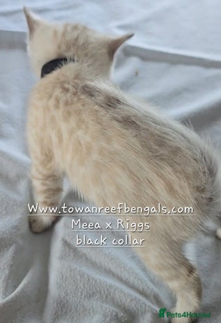 Bengal cats - Advert 1