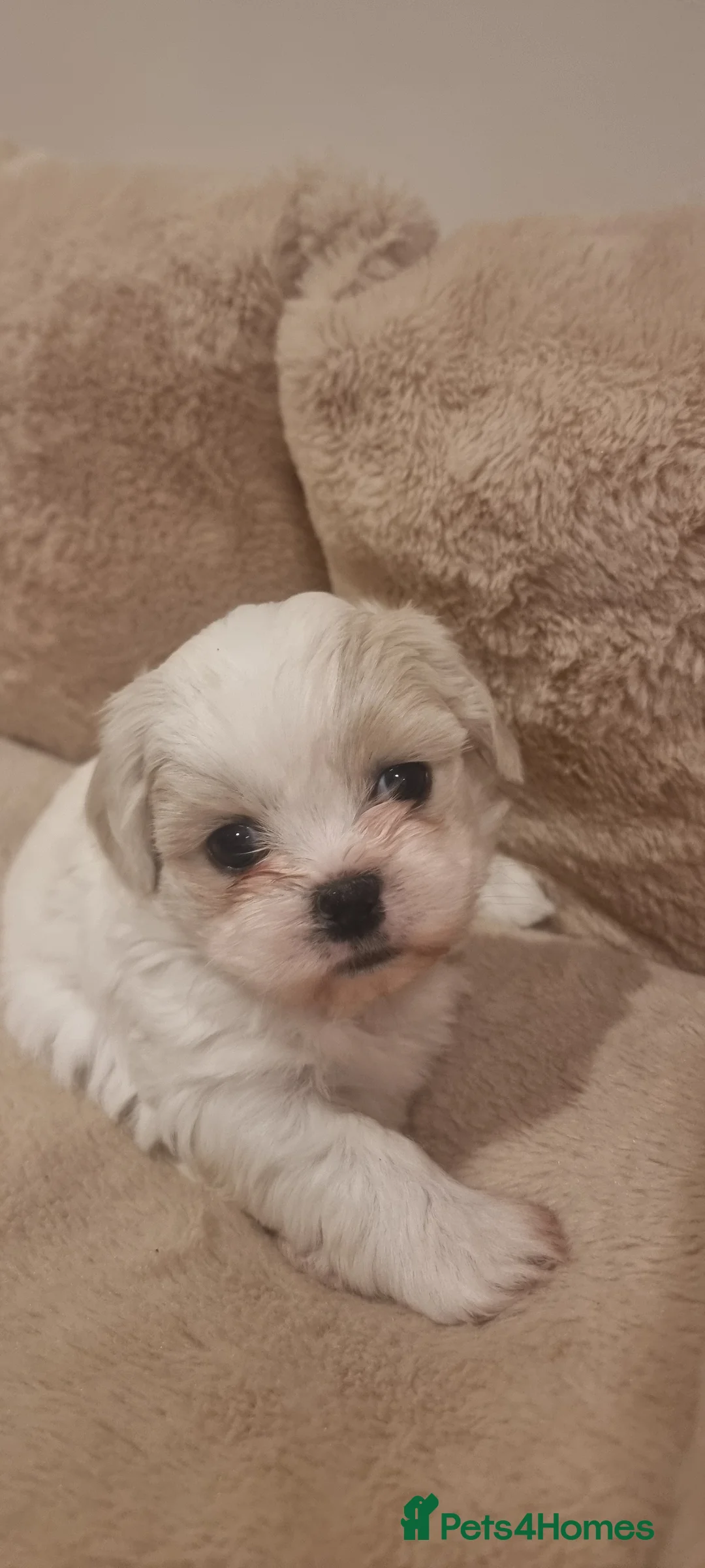 Shih Tzu dogs for sale: Twin girls available  - Advert 6