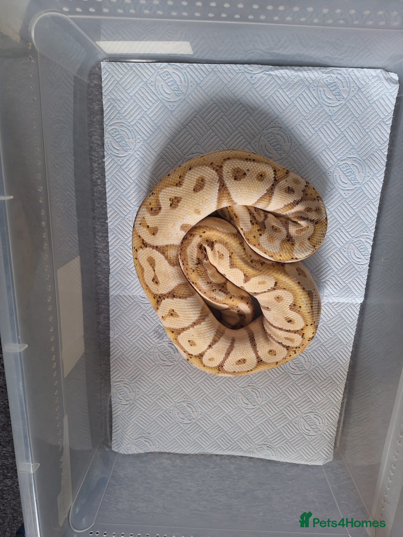 Python Snake reptiles proven female banana pastel  - Advert 1