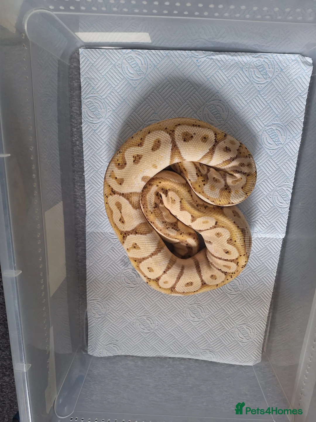 Python Snake reptiles for sale: proven female banana pastel  in Bilston - Advert 1
