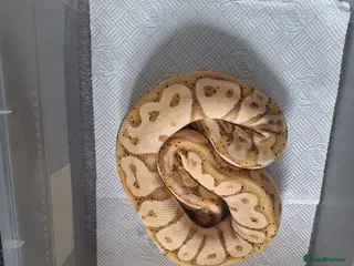 Python Snake reptiles proven female banana pastel - Advert 2
