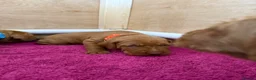 Hungarian Vizsla dogs for sale: Wirehaired Hungarian Vizsla - Advert 31