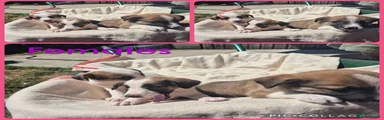 Welsh Collie 5
