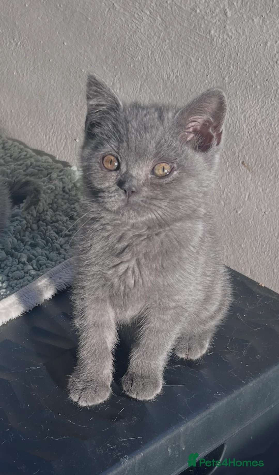 British Shorthair cats for sale: GCCF Registered BSH kittens - READY SOON!!  - Advert 2