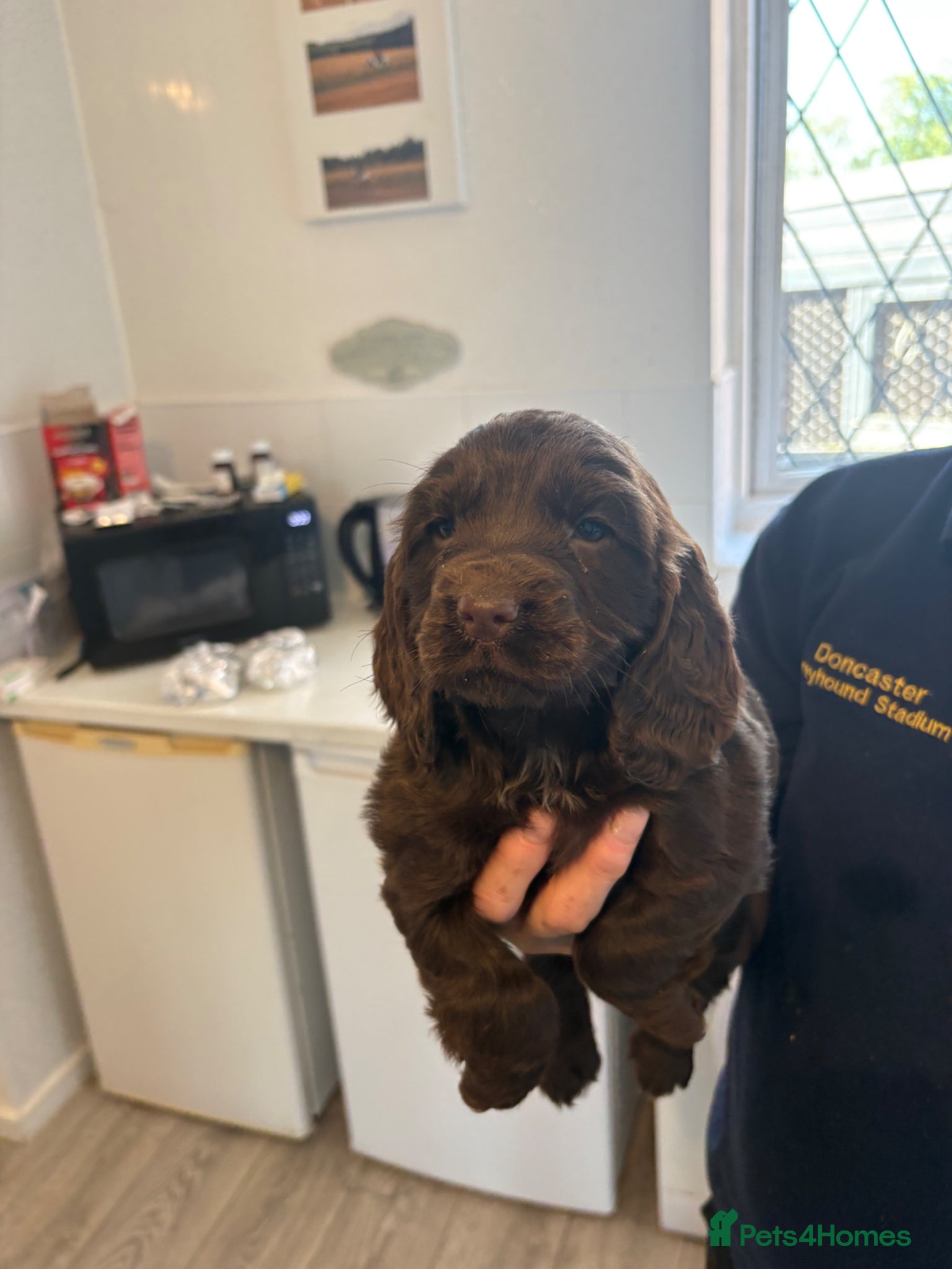 Sprocker dogs Sproker - Advert 6