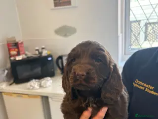 Sprocker dogs Sproker - Advert 6