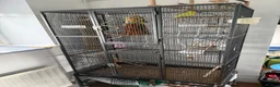 Budgerigars birds for sale: 2 budgies for rehoming in Newcastle upon Tyne - Advert 2