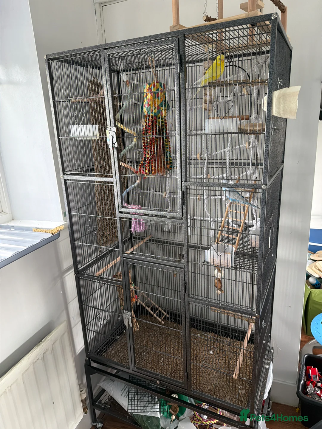 Budgerigars birds for sale: 2 budgies for rehoming in Newcastle upon Tyne - Advert 2