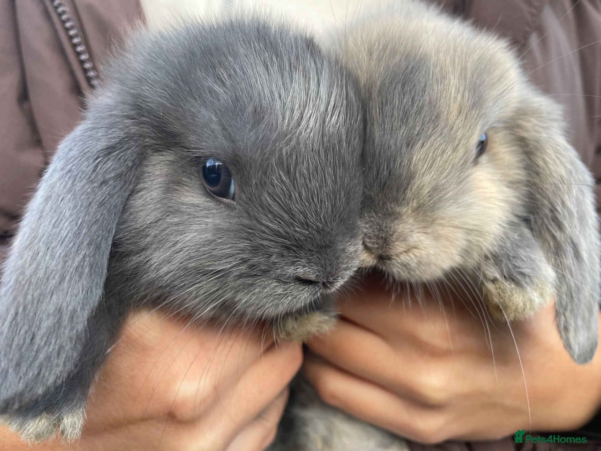 Mini Lop rabbits Mini Lop Babies  - Advert 6