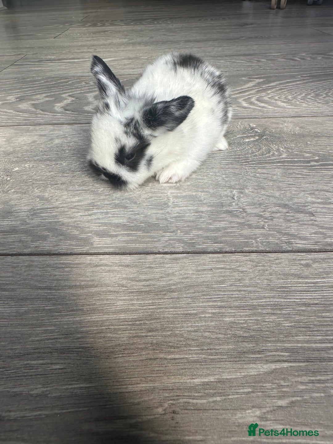Mini Lop rabbits for sale: Pure breed Minilop babies  - Image 5