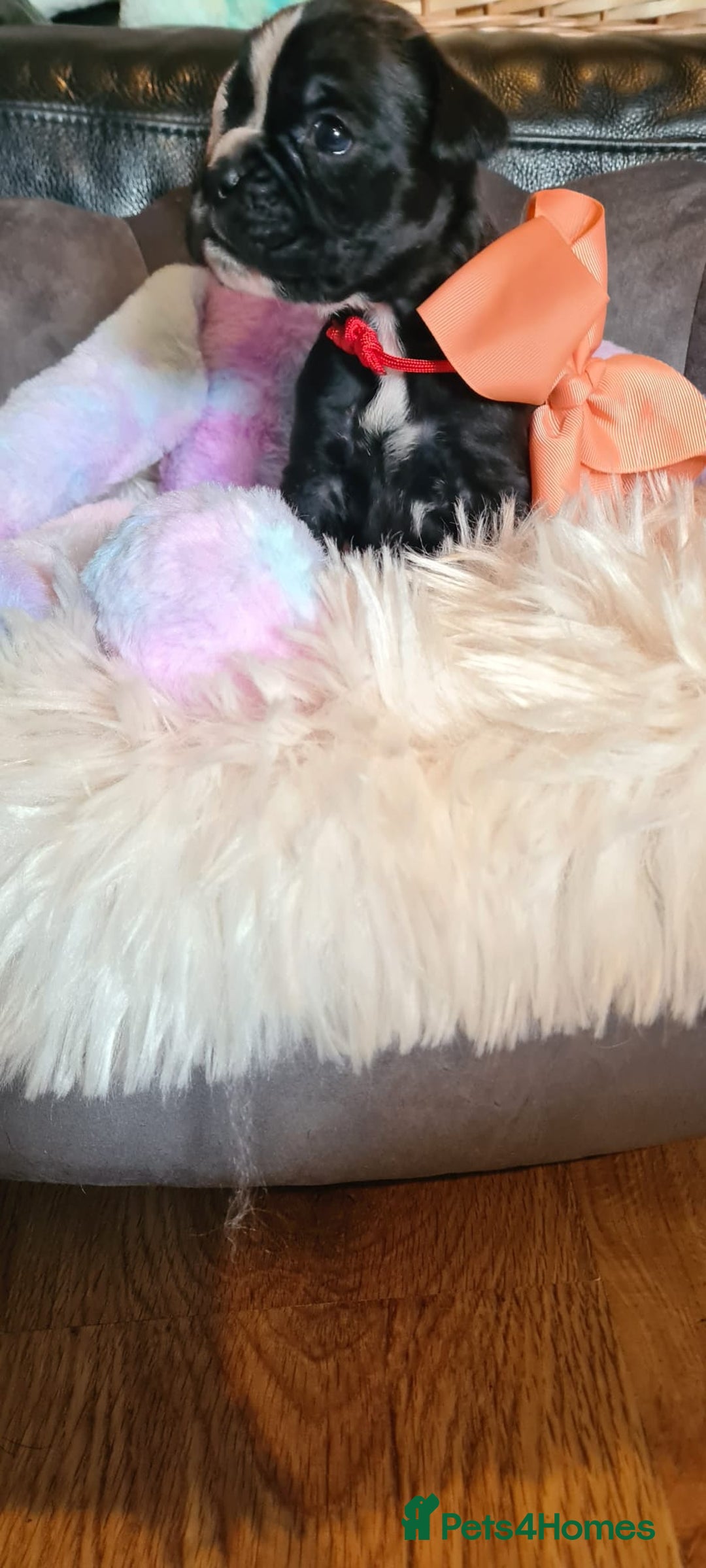 Boxer dogs for sale:  Puppies KC – Exceptional Champion Bloodlines 🐾 - Image 27