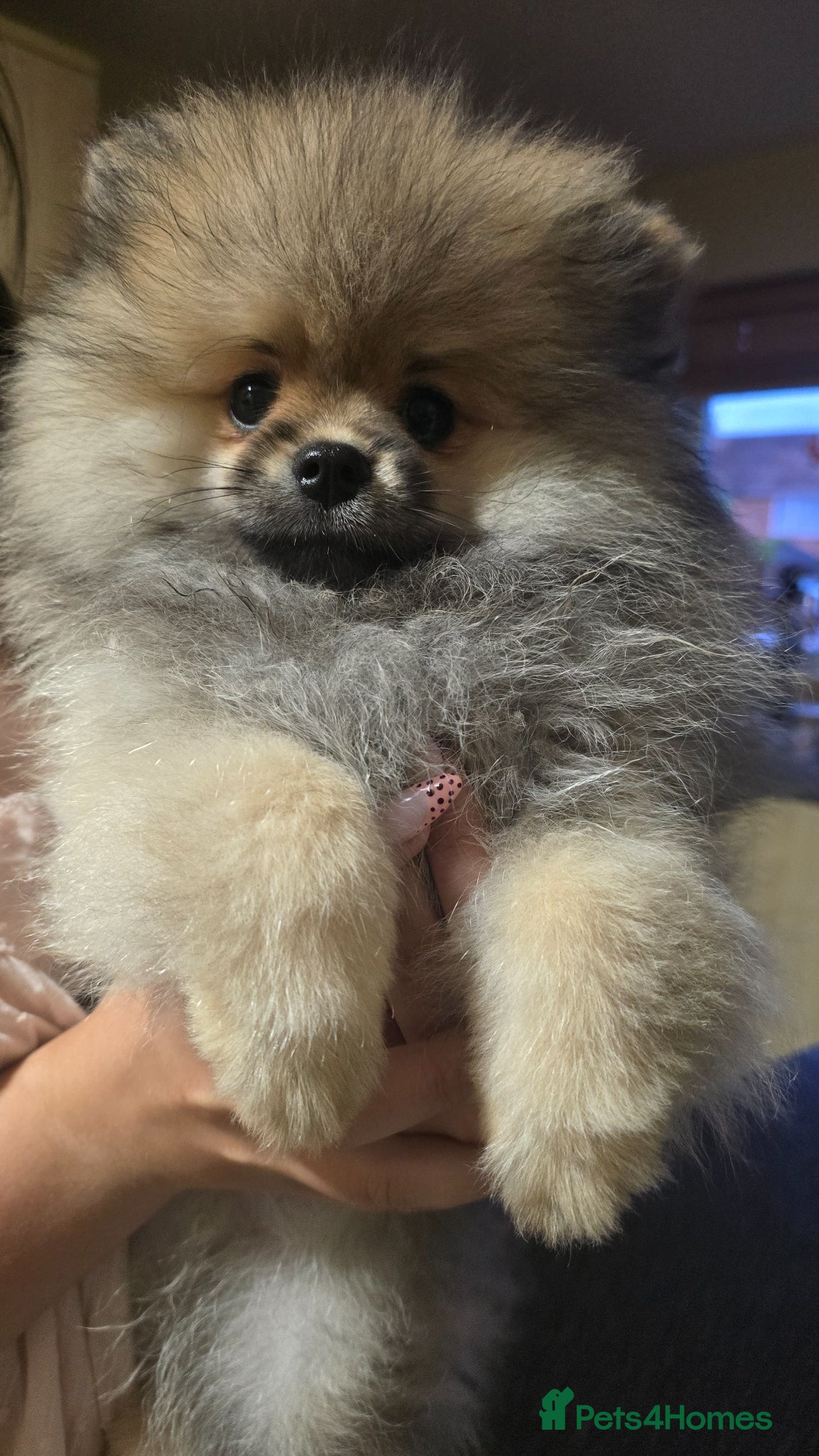 Pomeranian dogs Stunning teddy faces puppys - Advert 1