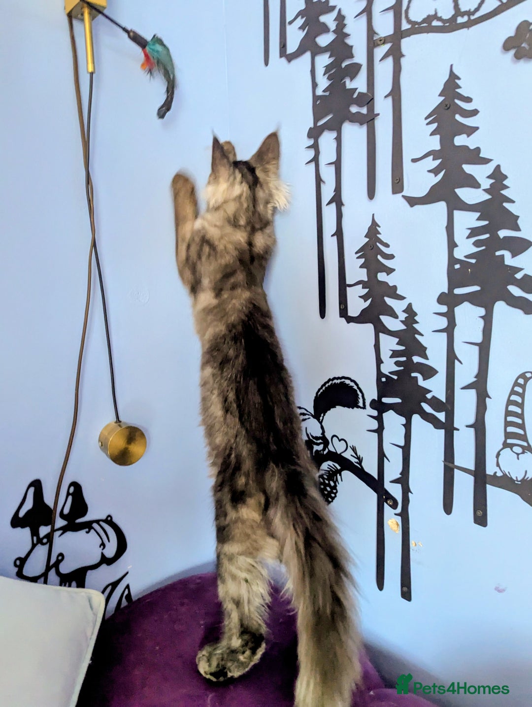 Maine Coon cats for sale: Beautiful Pedigree Maine Coon Kittens  - Image 2