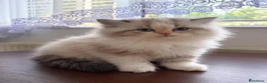 Persian 5