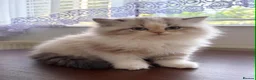 Persian cats for sale: Beautiful Fluffy Persian Doll Face  - Advert 11