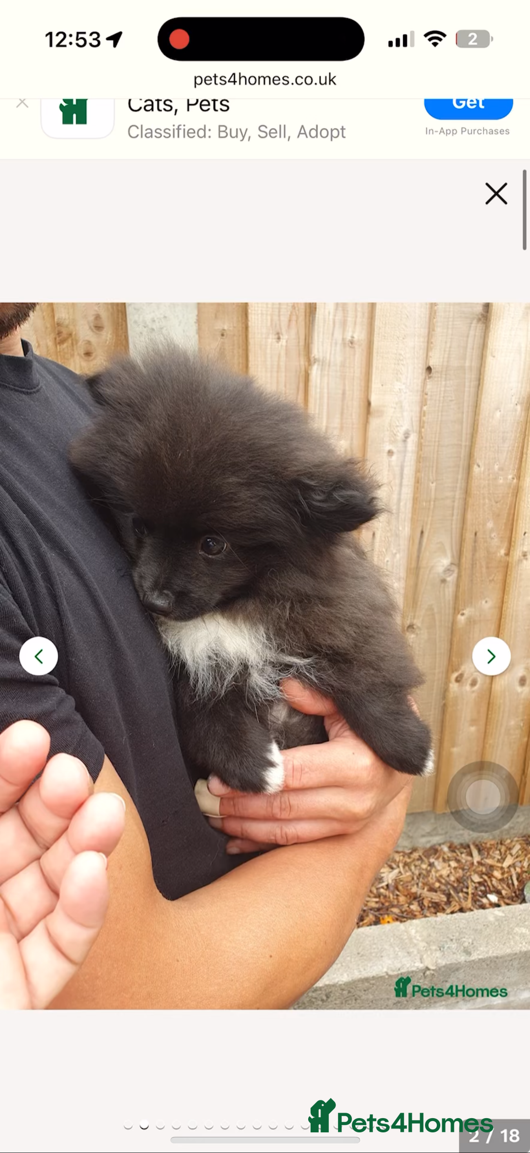 Pomeranian dogs for sale: Pomeranian puppy for sale - Image 2