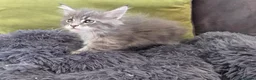 Maine Coon cats for sale: Maine coon kitten  - Advert 17