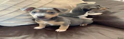 Jack Russell dogs for sale: Fabulous Miniature Jack Russell puppies  - Advert 6
