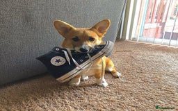 Welsh Corgi Pembroke dogs for sale: Lovely Welsh Corgi Pembroke Looking For A Home - Image 3