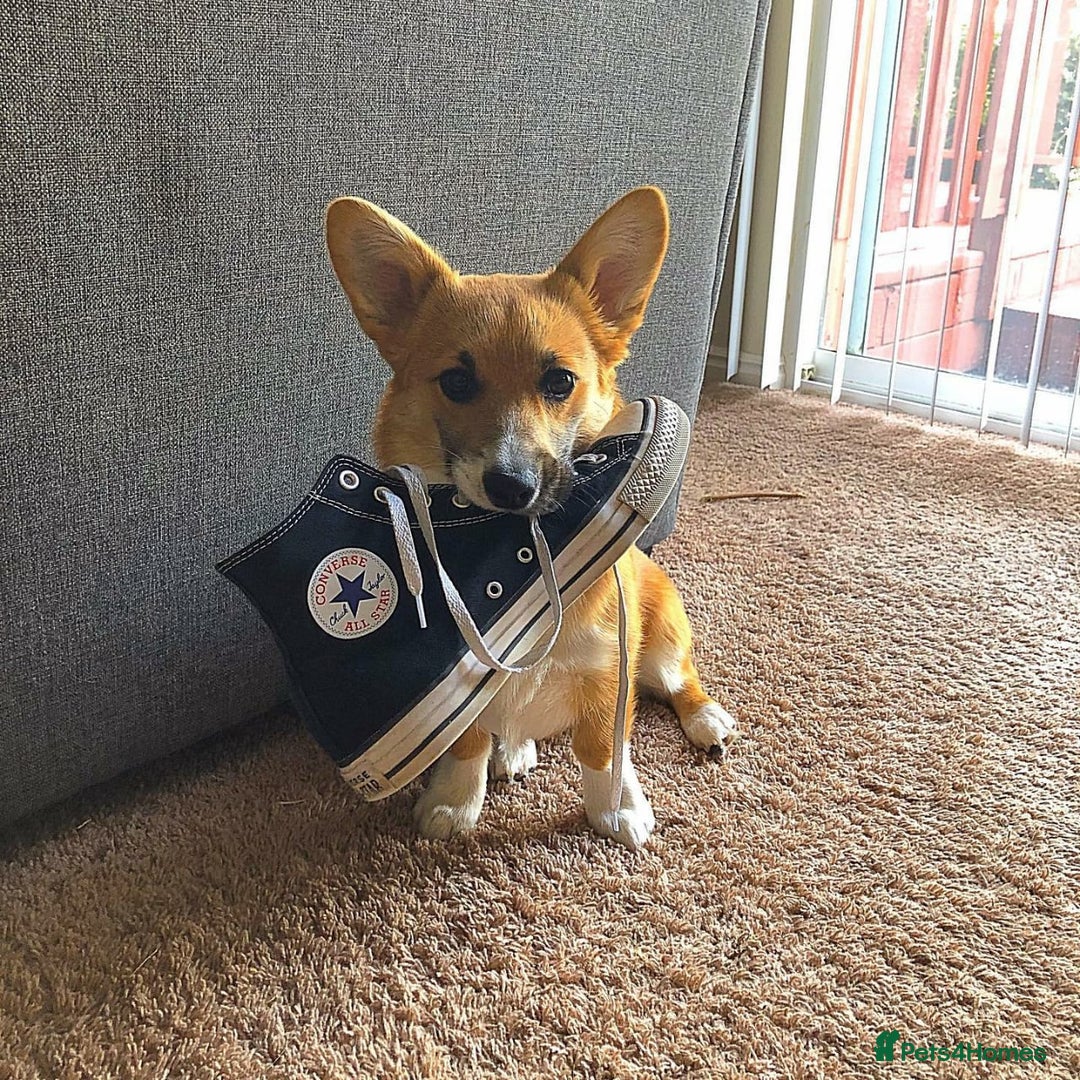 Welsh Corgi Pembroke dogs for sale: Lovely Welsh Corgi Pembroke Looking For A Home - Image 3