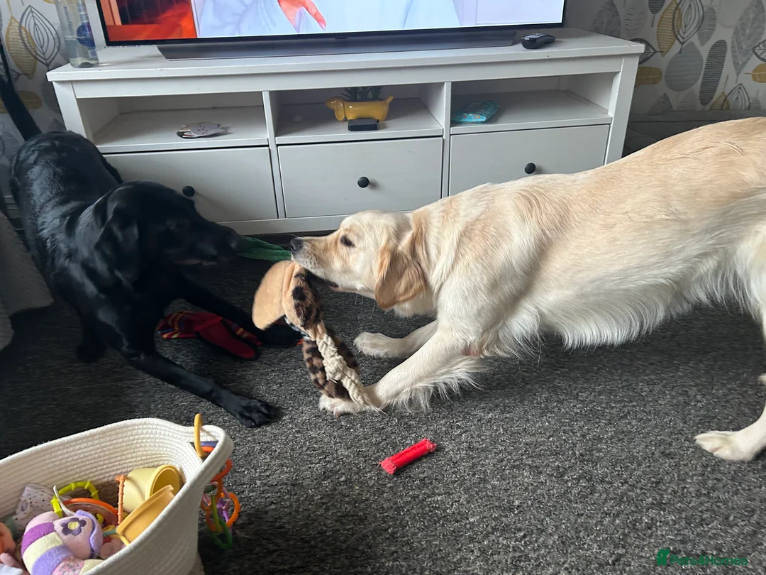 Golden Retriever dogs for sale: Golden Retriever - Millie - Advert 6