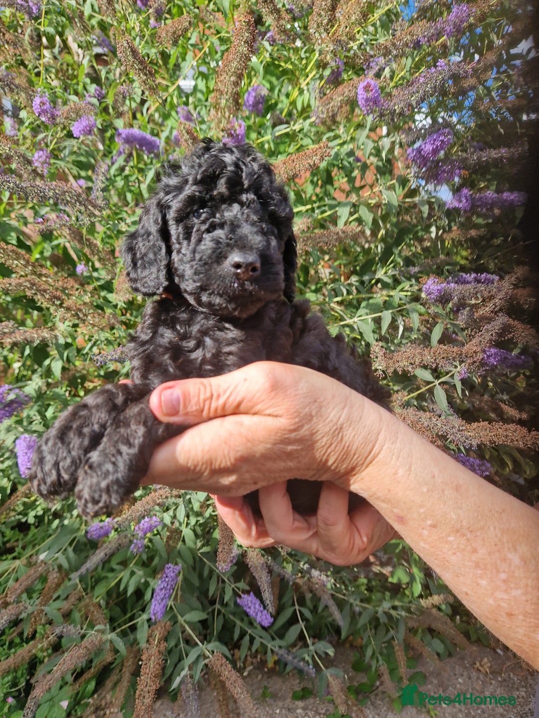 Cockapoo dogs for sale: EXCEPTIONAL HEALTH TESTED SHOW TYPE COCKAPOOS F1B - Image 29