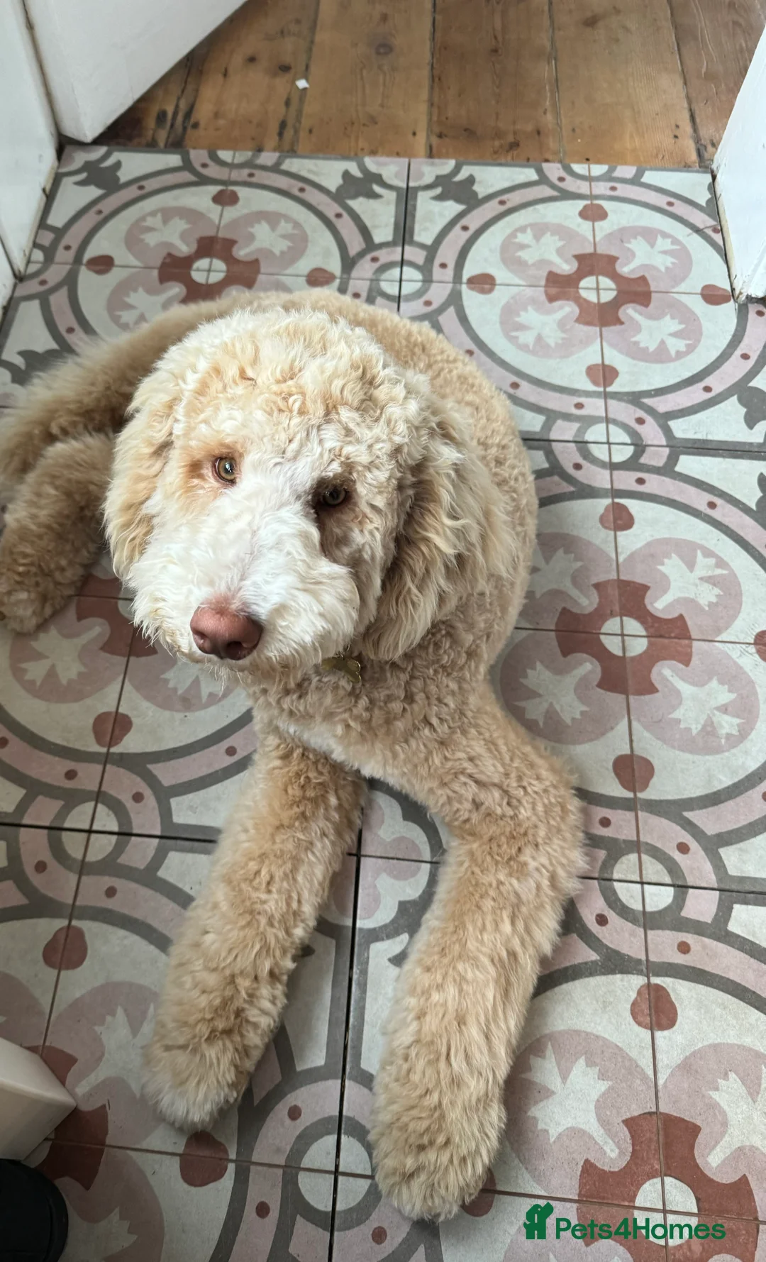 Poodle dogs for stud: Looking for a Lady!   - Advert 3