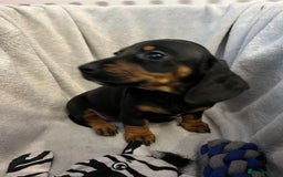 Miniature Dachshund dogs for sale: Stunning miniature dachshund puppies  - Image 4