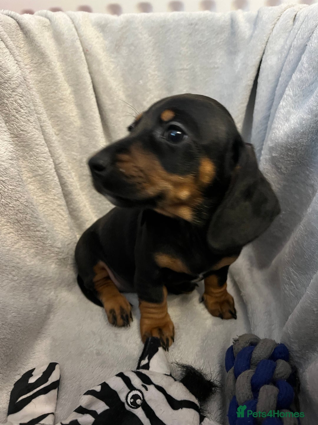 Miniature Dachshund dogs for sale: Stunning miniature dachshund puppies  - Image 4
