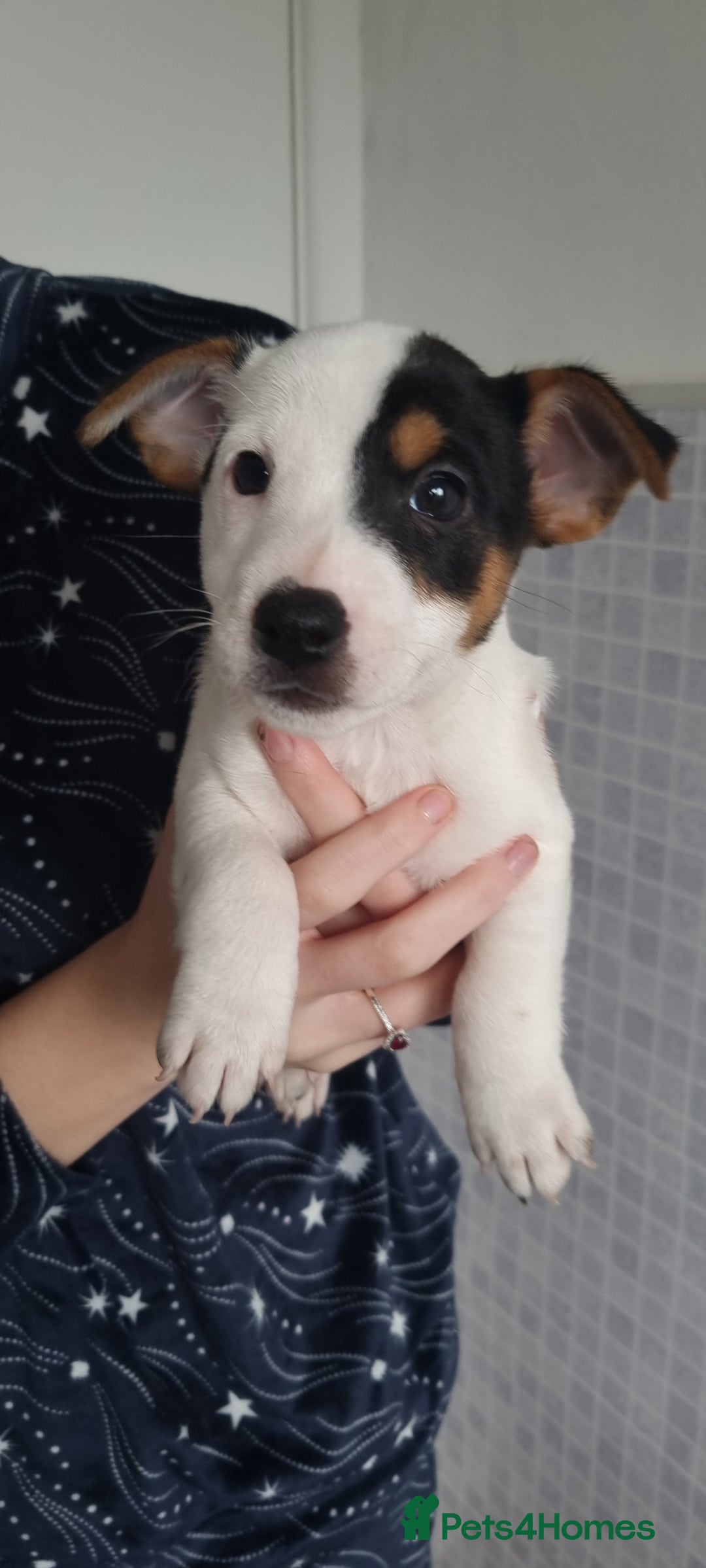 Jack Russell dogs for sale: Jack Russel puppies  - Advert 26