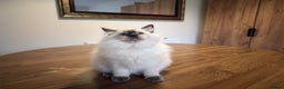 Ragdoll cats for sale: 6 Gorgeous Full Breed Ragdoll Kittens Ready to Go! - Advert 19